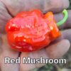 Red Mushroom ***