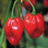 Scotch Bonnet Jamaican Red ****