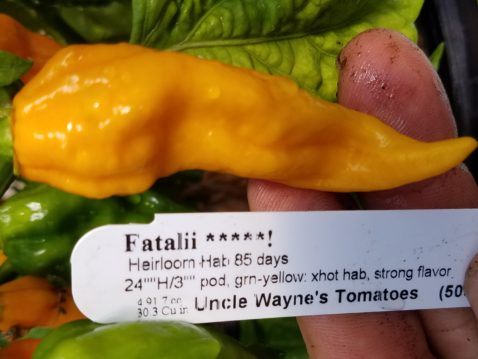 Fatalii *****