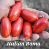 Italian Roma