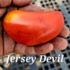 Jersey Devil