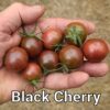 Black Cherry