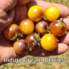 Indigo Cream Berries