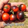 Indigo Rose