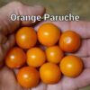 Orange Paruche