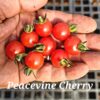 Peacevine Cherry