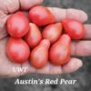 Austin’s Red Pear