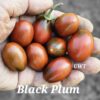 Black Plum