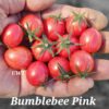 Bumble Bee Pink