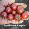 Bumble Bee Purple