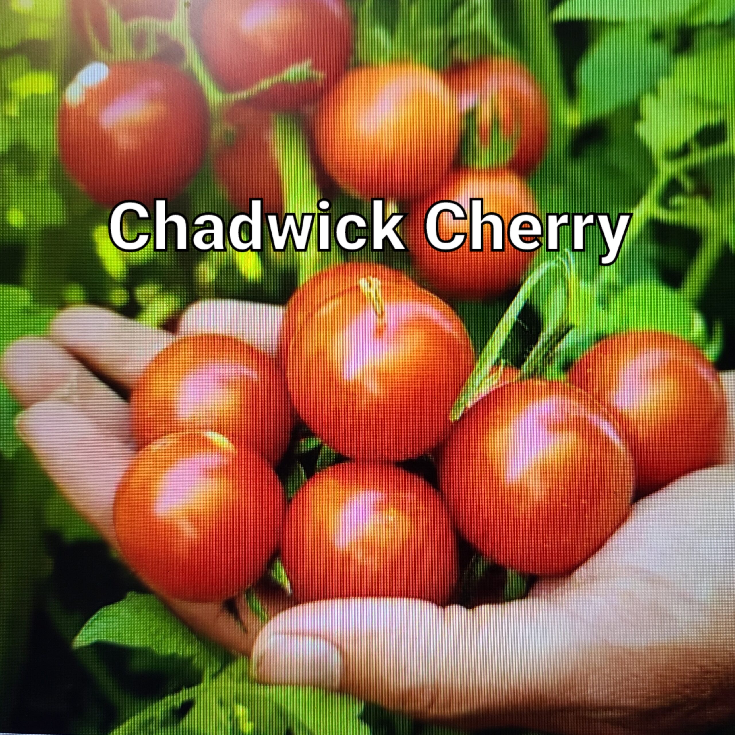 Chadwick Cherry (aka Camp Joy)