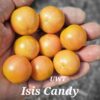 Isis Candy