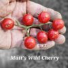 Matt’s Wild Cherry