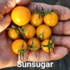 Sunsugar