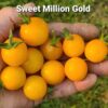 Sweet Million Gold