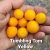 Tumbling Tom Yellow