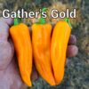 Gatherer’s Gold