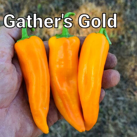 Gatherer's Gold