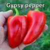 Gypsy Pepper
