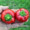 Sheepnose Pimento