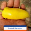 Sweet Banana