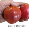Anna Russian