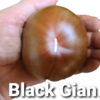 Black Giant