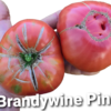 Brandywine Pink