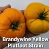 Brandywine Yellow Platfoot