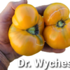 Dr. Wyches