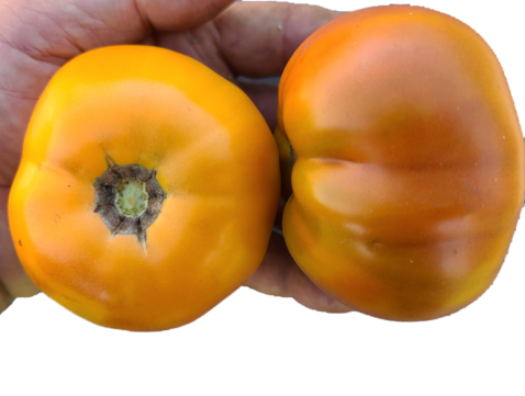 Golden Queen