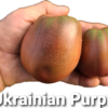 Ukranian Purple