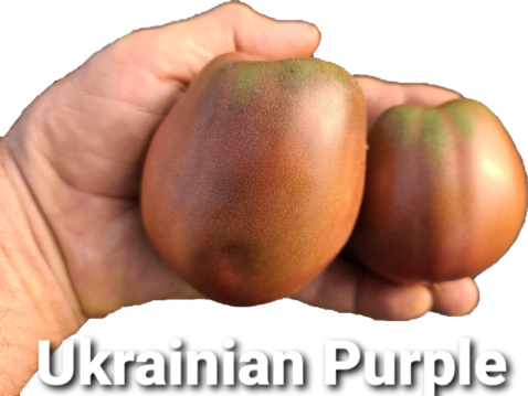 Ukranian Purple