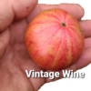 Vintage Wine