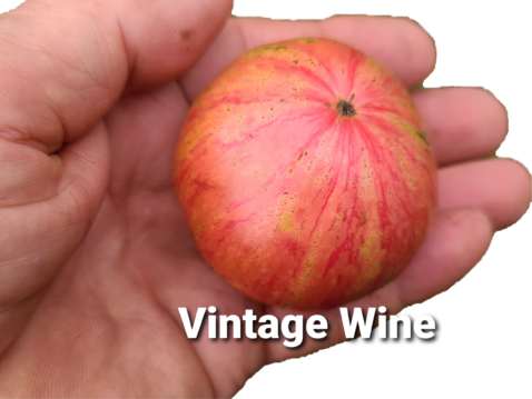 Vintage Wine