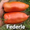 Federle