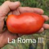 La Roma III