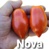 Nova