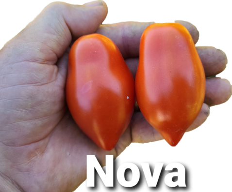 Nova