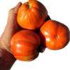 Oregon Star