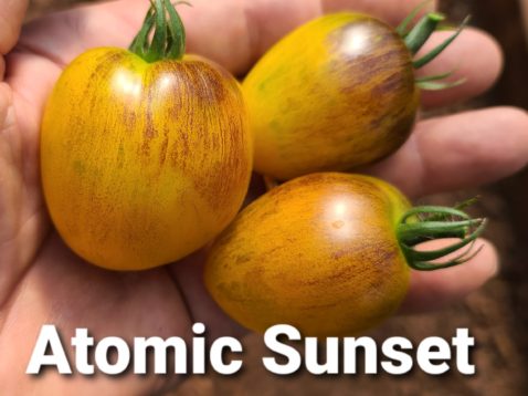 Atomic Sunset
