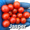 Jasper Hybrid