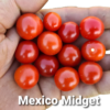 Mexico Midget