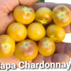Napa Chardonnay