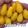 Yellow Pear