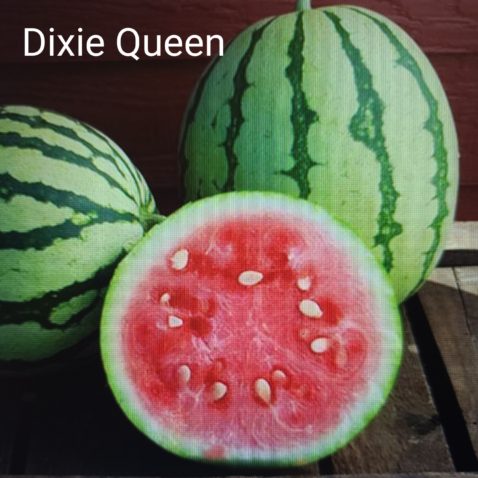 MEL Dixie Queen