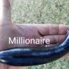 EP Millionaire