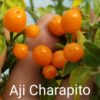 Aji Charapita ****