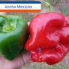 Ancho Mexican ****