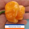 Bahamian Goat ****